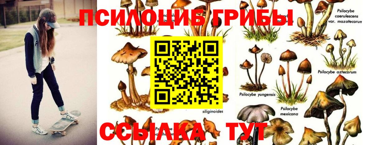 Псилоцибиновые грибы Cubensis  Вход с VPN  Гай 